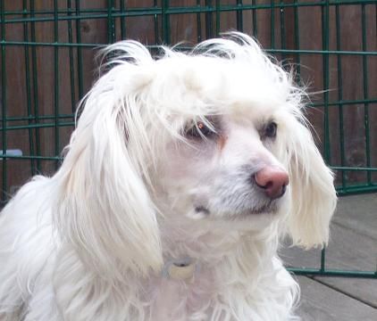 Bai Long's Diva D-lux