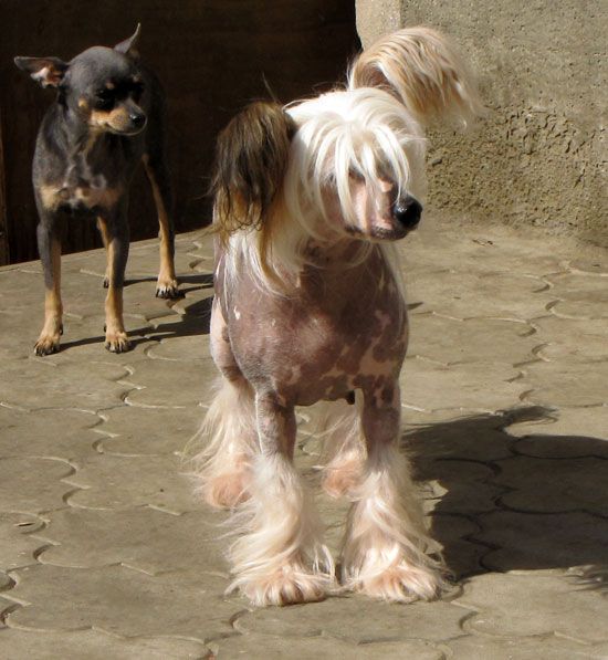 Bi-Lav Plus Sharlotta