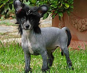 Baby Boy de l'Arche de la Tuilerie