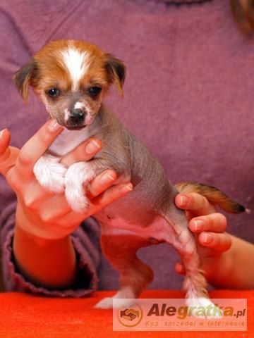 Limonka z Gangu Lysych