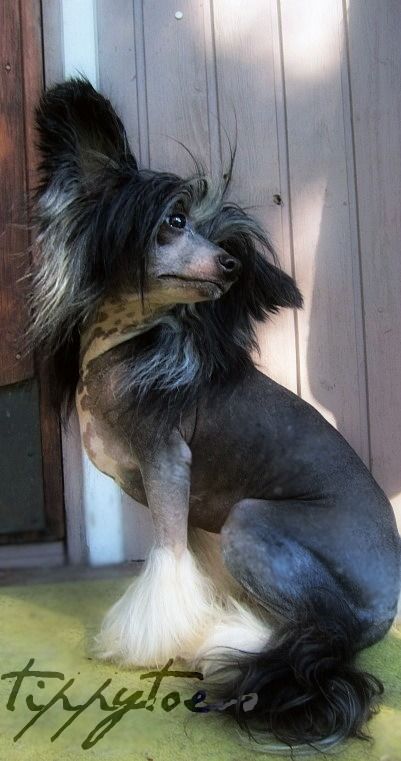 Aurispa Itza Kracker