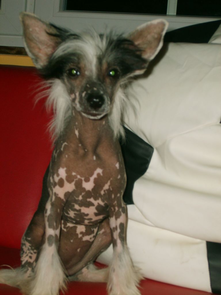 Schiwa z Lubuskiej Wsi