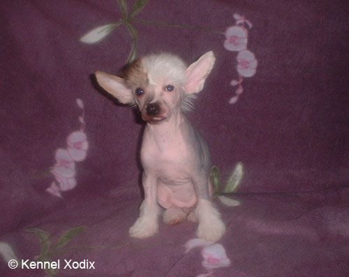 Xodix Roses In The Wild