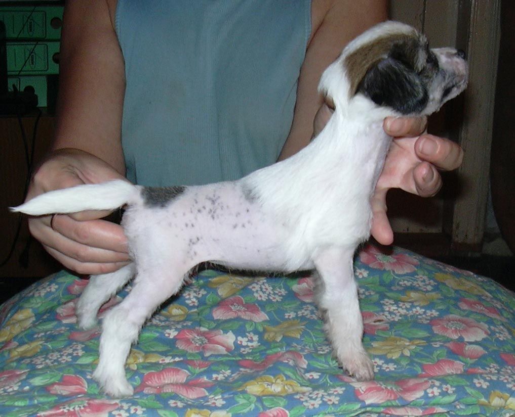 Tamerlan Beshtau Eyo Velichestvo Pobeda