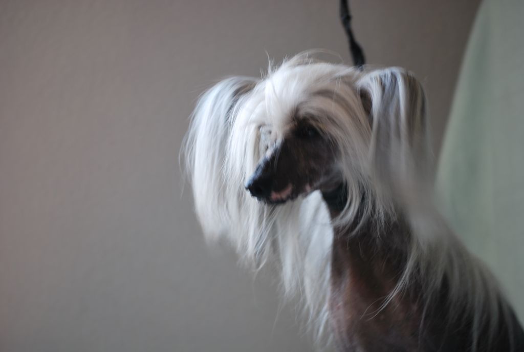 Paradice's Ice Capade