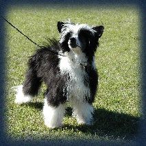 Legends The Entertainer