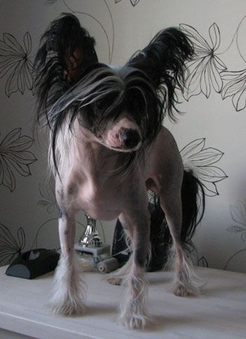 White Affair's Iron Man