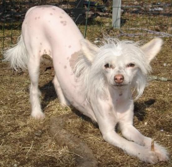 Denize'z Gizmo'z Diva