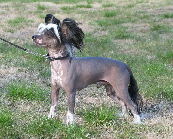 Kiikunkaakun Jorma Jr