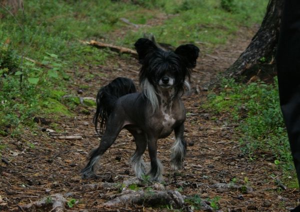 Kiikunkaakun Jänkhä Juzzi