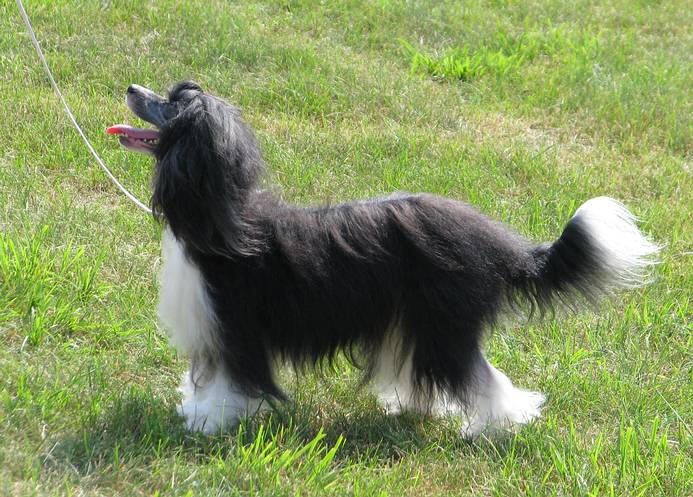 Kiikunkaakun Juno Jekkuli