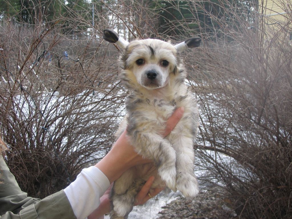 Kiikunkaakun Iivana-Julma