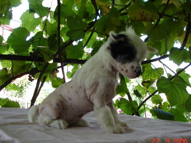 Kredo Festa Ull Starlit Boy