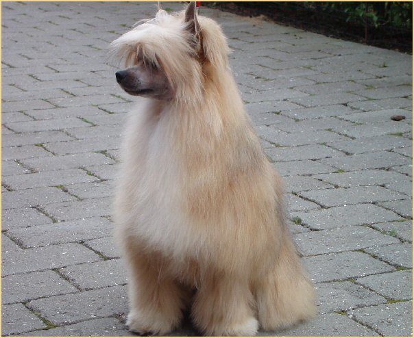 Sasquehanna Wrozbita