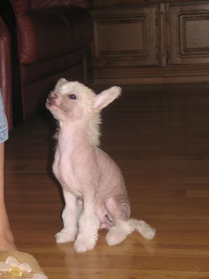 Kredo Festa Rainbow of Wishes