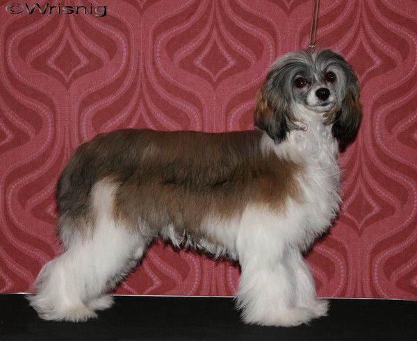 Lemiz Twice the Magic