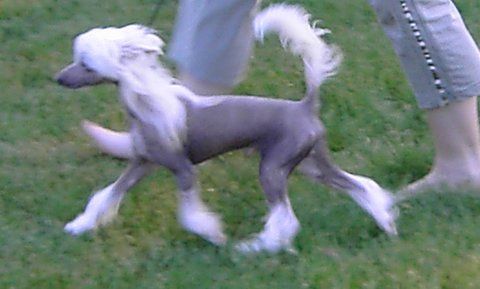 Su-Zen Makara Hearts on Fire