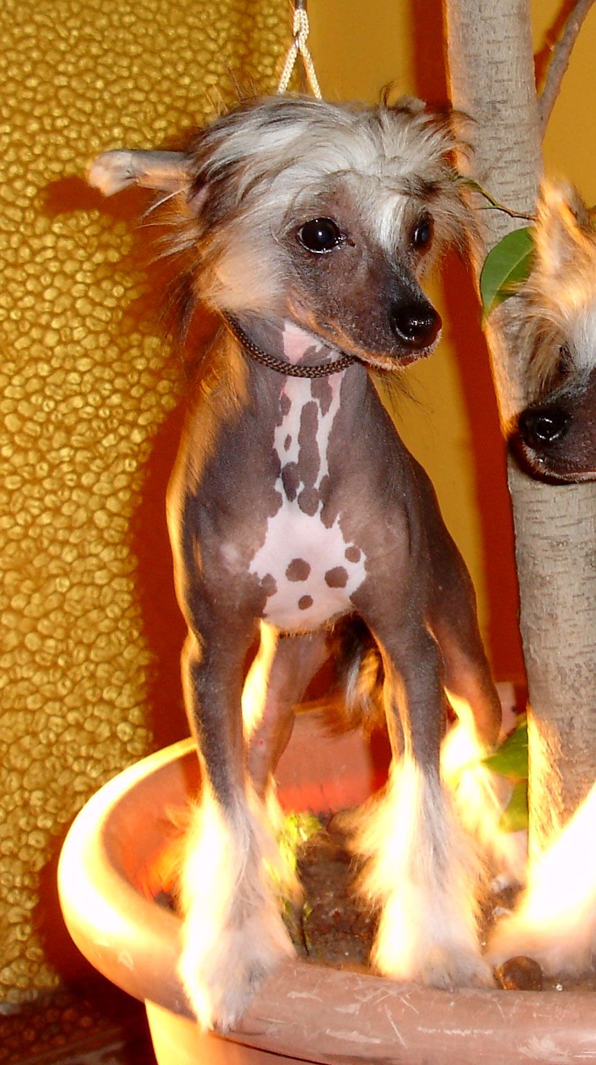 FalaZairroo Servia HH