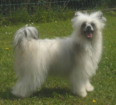 By Spirit of Crazy Debbie