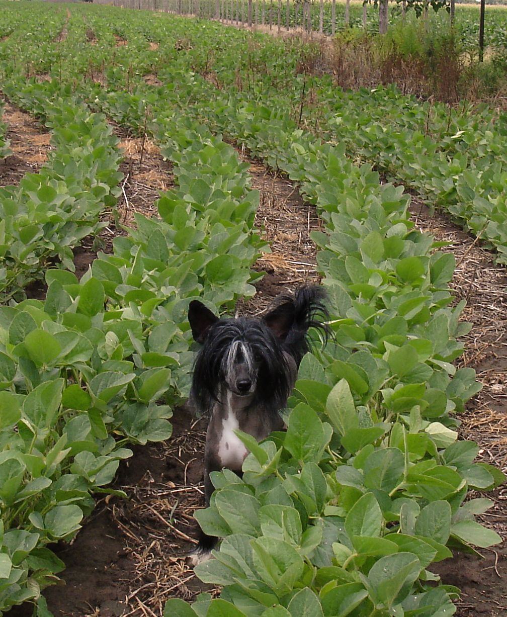 Phantom HH FalaZairroo 