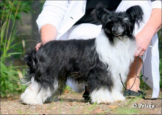 Old Chum's Leading Lady