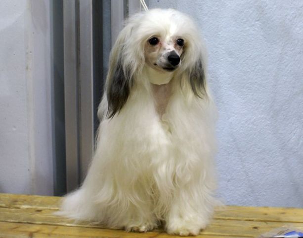 Old Chum's Lady Luck