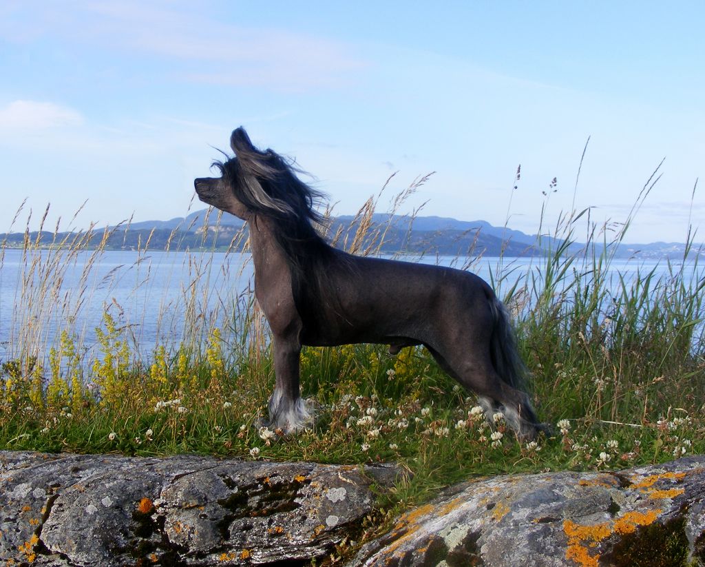 Sirocco Sad Like Winter Leaves