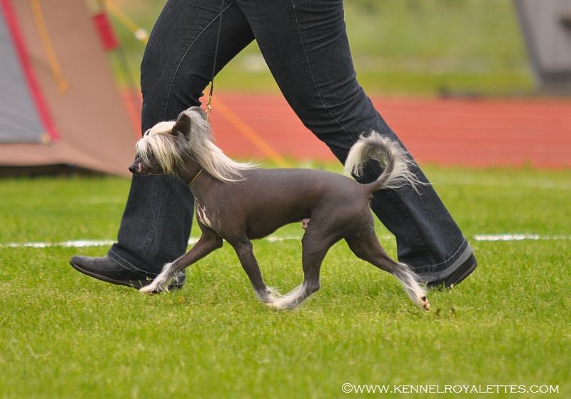 Sirocco Nenya The Ring Of  Water