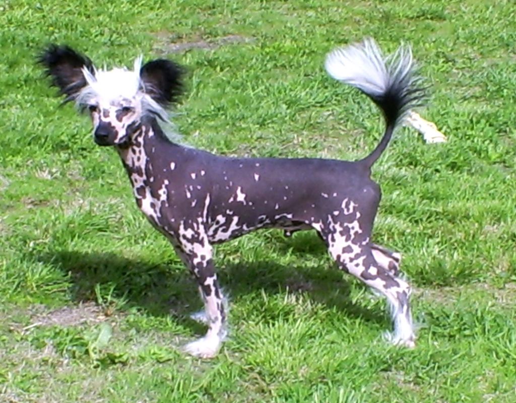 Sirocco Vilya The Ring Of Air