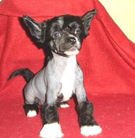 Spotborne Knock On Wood