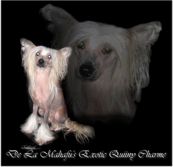 De La Mahafu's Exotic Quiiny Charme