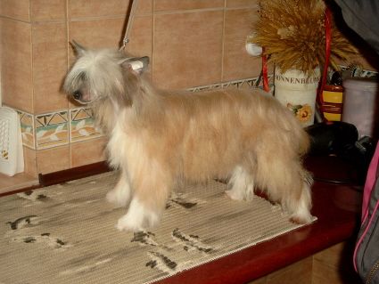 Fiorella Sub-O-Divo