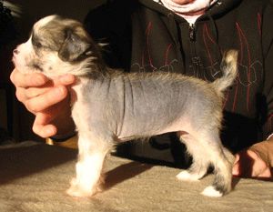 Shadowgame's Non Toxic