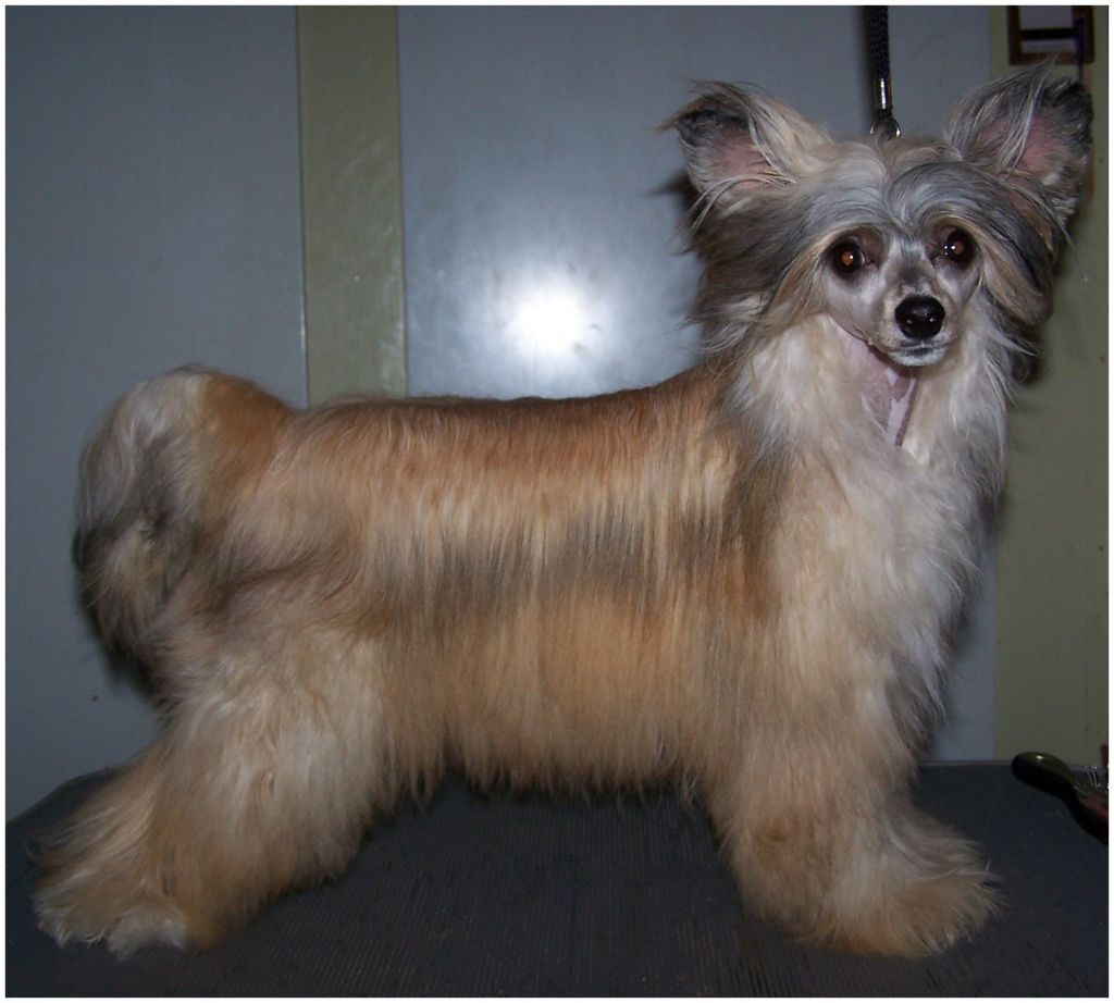 Amelion's Isabella Rossillini