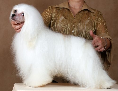 Sansaj ot Pushi (in Shelcovij Shlejf)