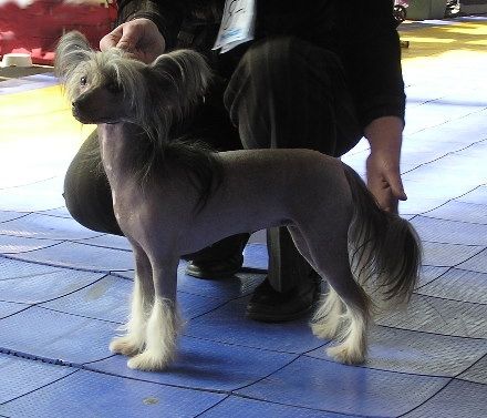 Denorvik Fantastika Dasti