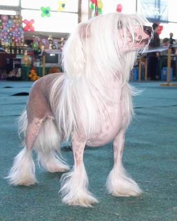 Irgen Gold Dzanna D'ark