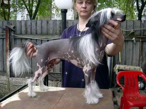 Bogema Present s Tushinskogo Doma