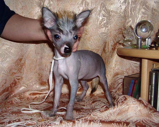 Vanilla Kendi s Tushinskogo Doma