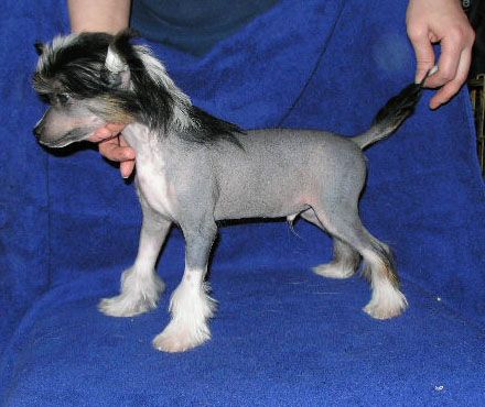 Zhellanyj Priz s Tushinskogo Doma