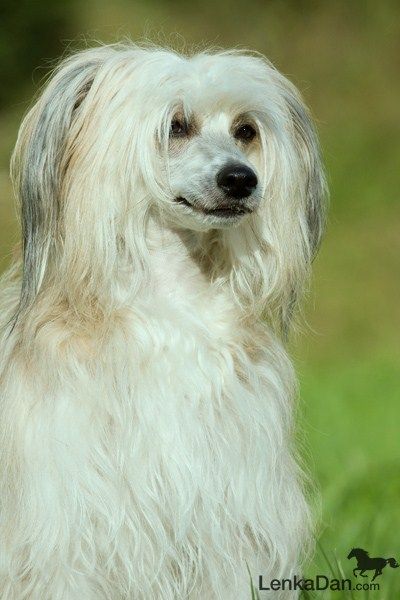 Frederica Fifi Eve-Bler