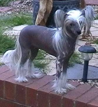 Doucai Pure Pleasure at Prajna