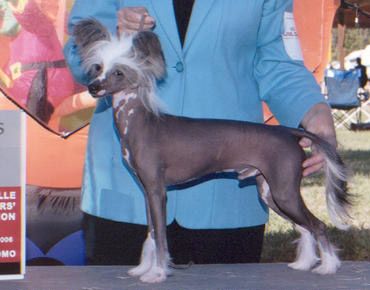 Gaea's See You Later Alligator