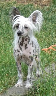 Hibacka's Thot Of Luna