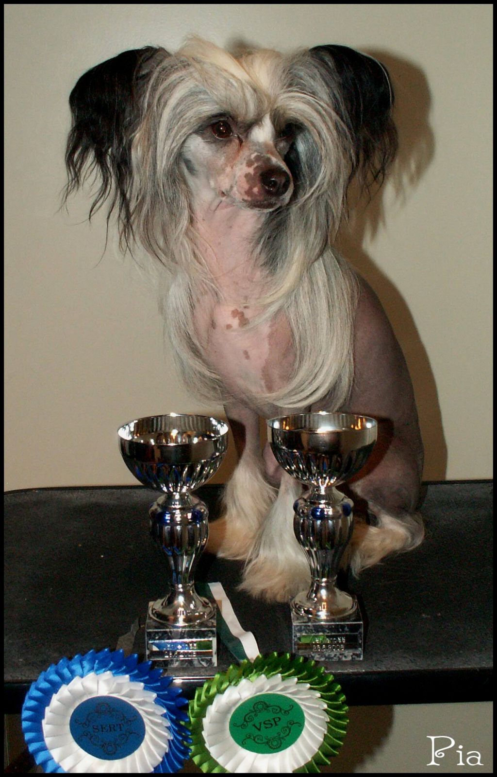 Paw-A-Dee Definitely Delicious Diva