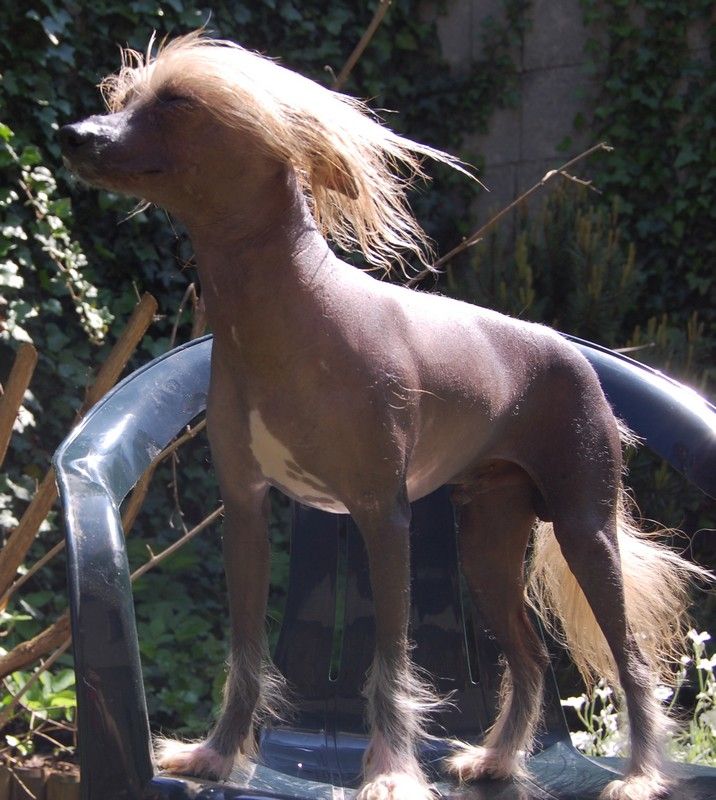 Gino ze Zatopené chajdy