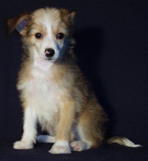 Grace ze Zatopené chajdy