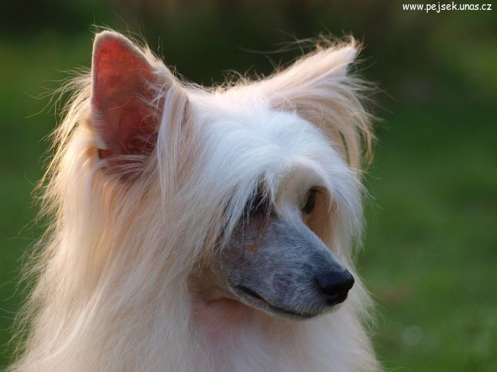 Gia ze Zatopené chajdy