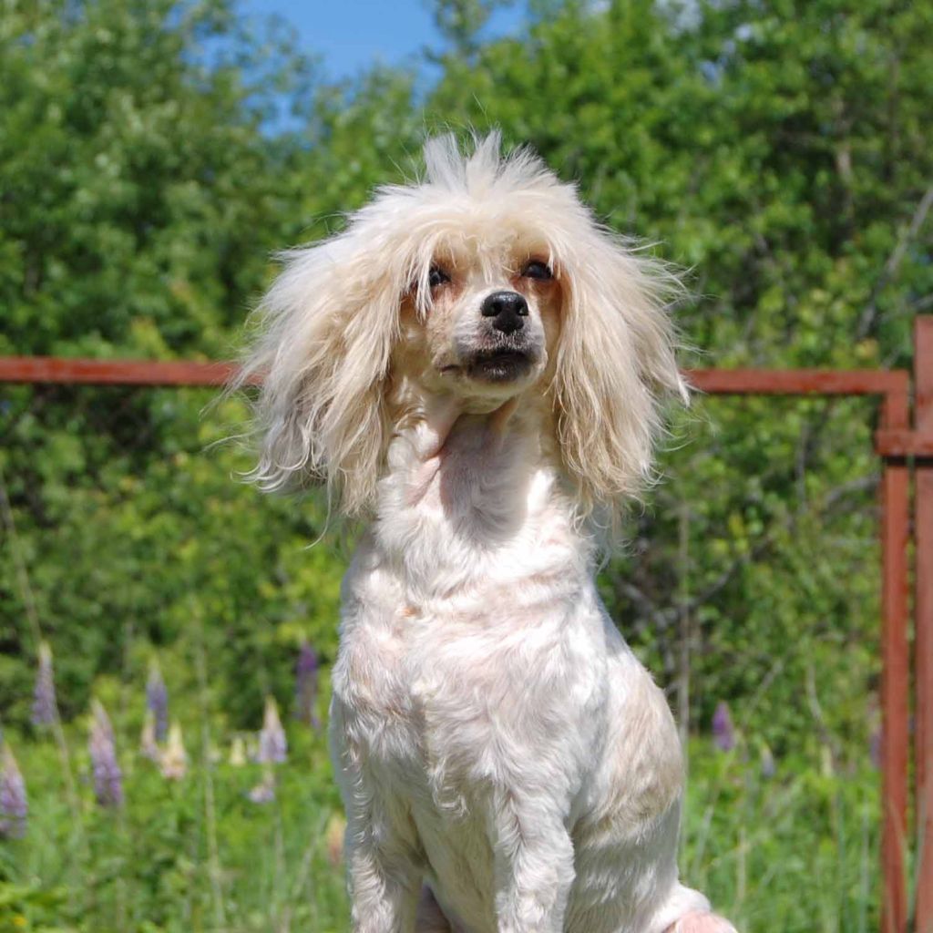 Ledi Oles's Bridianda