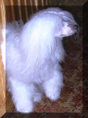 Russkiy Samurai Kendis